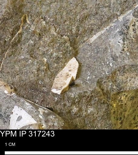 undet. Mollusca