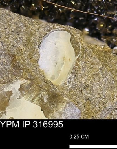 Phelopteria sp.