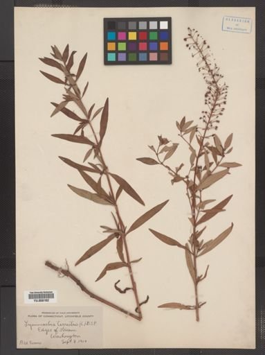 Plantae