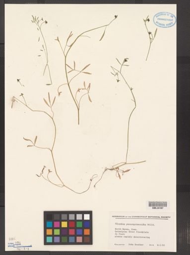 Floerkea proserpinacoides