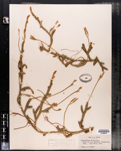 Lycopodium clavatum