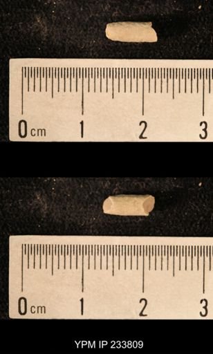 Archaeocidaris sp.
