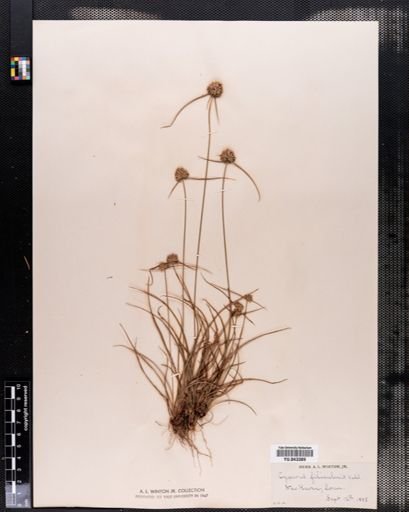 Cyperus filiculmis