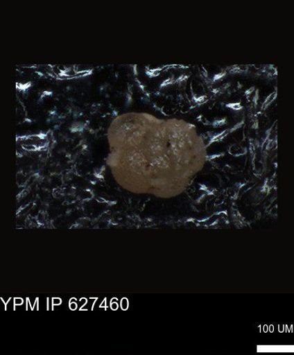 undet. Foraminiferida