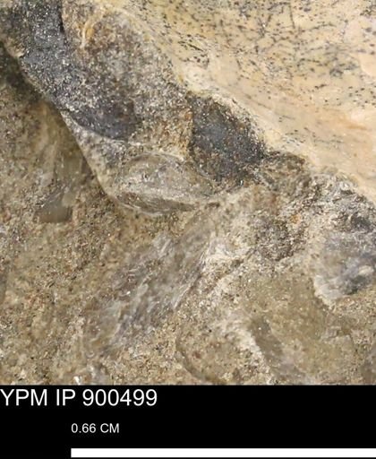 Anomia gryphorhyncha