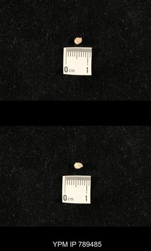 undet. Bryozoa