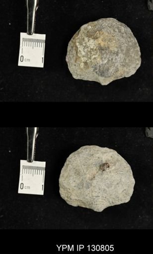 Spinatrypa spinosa