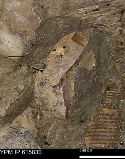 undet. Mollusca