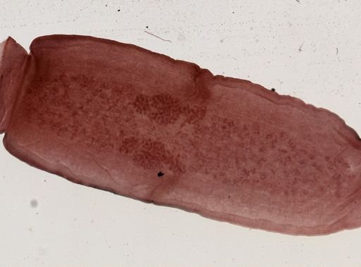 Dipylidium caninum