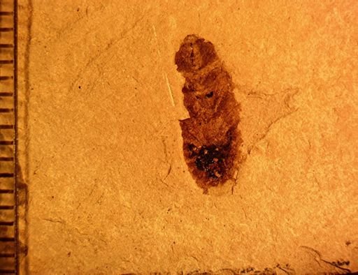 undet. Blattaria