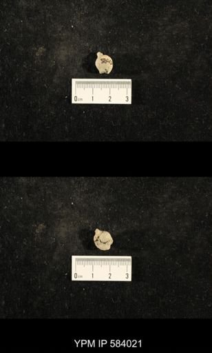 Euphemites carbonarius