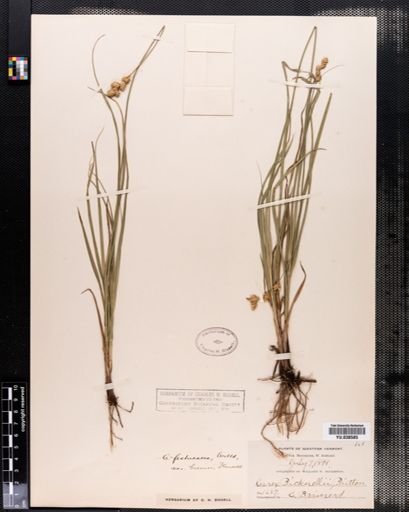 Carex brevior