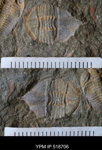 Ampyx sp.