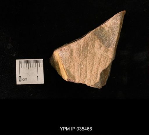 Dickinsonia costata