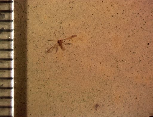 Aphididae?