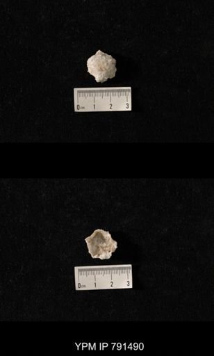 Edriosteges sp.
