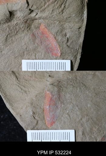 undet. Arthropoda