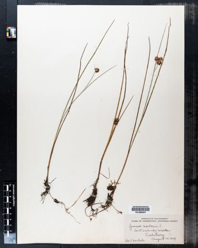 Juncus nodosus