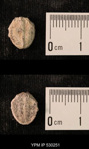 Elrathia kingi