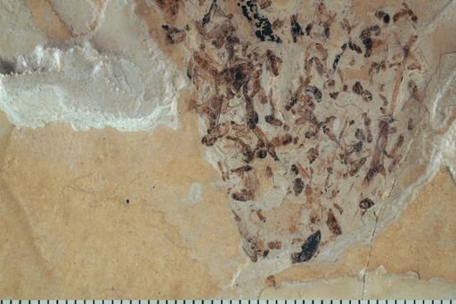 undet. Hymenoptera