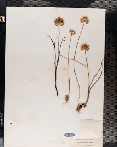 Allium