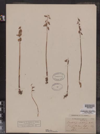 Corallorhiza odontorhiza