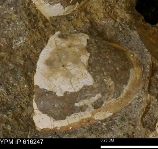 Protocardia subquadrata