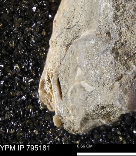 undet. Bivalvia