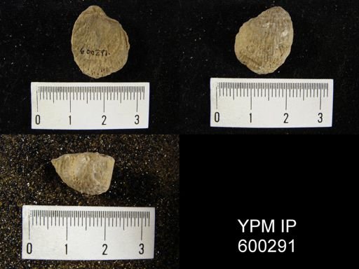 Pustula nebrascensis