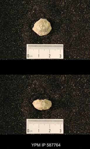 Anastrophia internascens