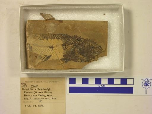 Knightia alta