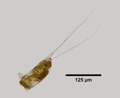 Filinia pejleri