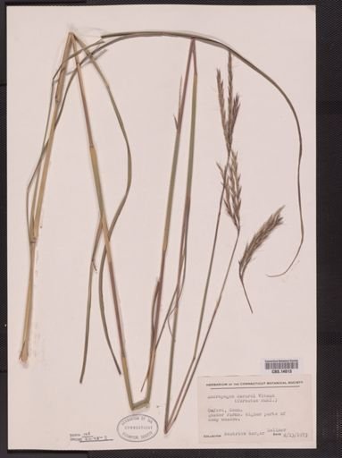 Andropogon gerardii