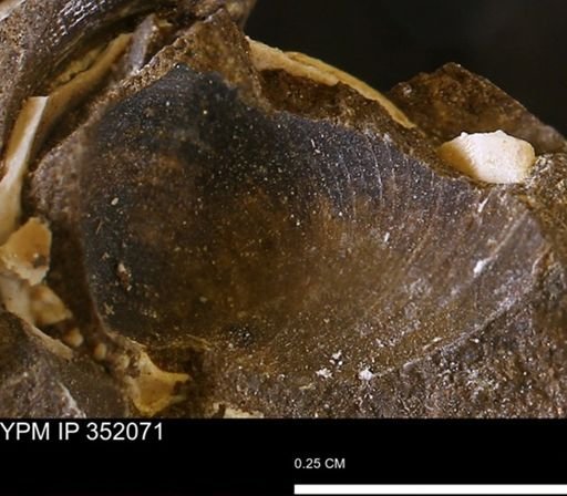 Limopsis striatopunctatus