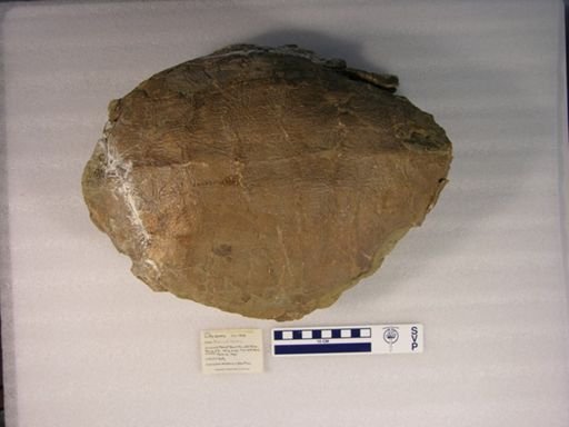 Plesiobaena