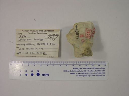 Teleoceras fossiger