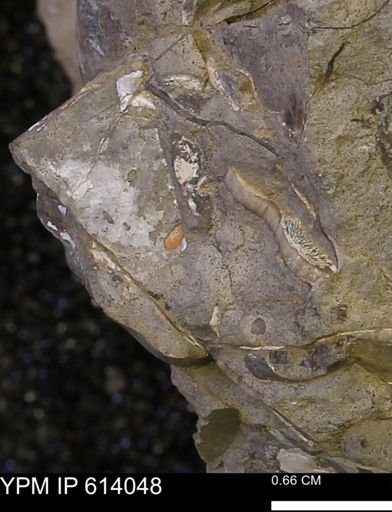 undet. Mollusca