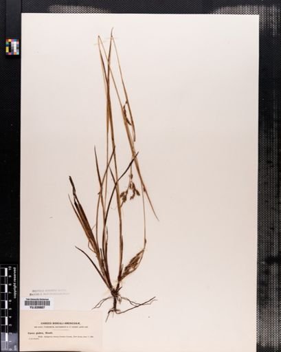 Carex