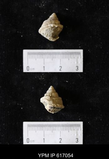 Campeloma acroterion