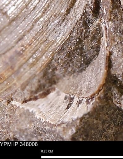 undet. Bivalvia