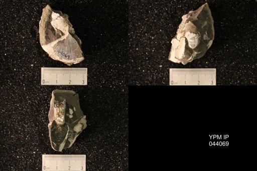 Hoploscaphites nicolletii