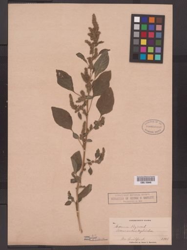 Amaranthus hybridus