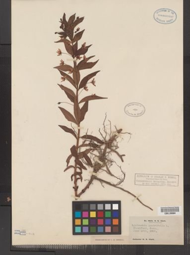 Plantae