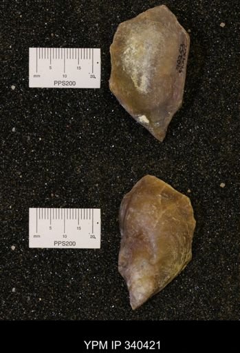 Ostrea glabra
