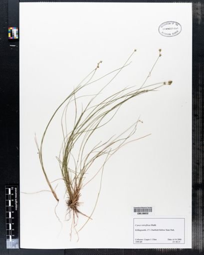 Carex retroflexa