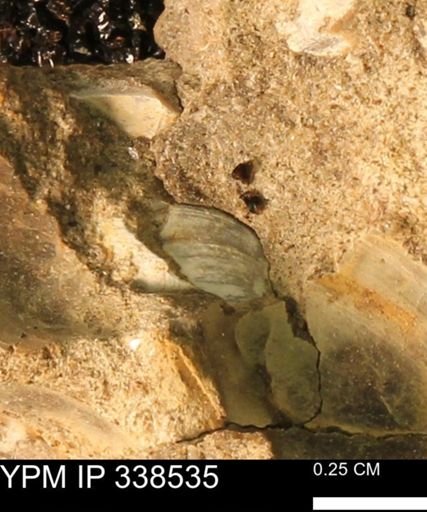Protocardia subquadrata