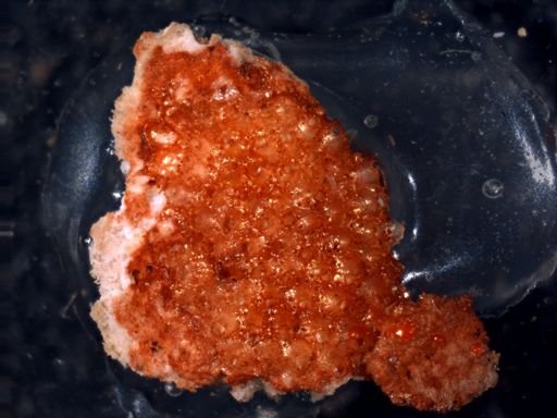 Lifuella gorgonensis?