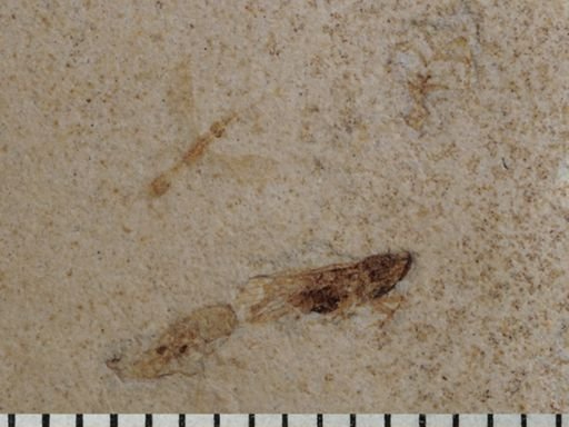 undet. Hymenoptera