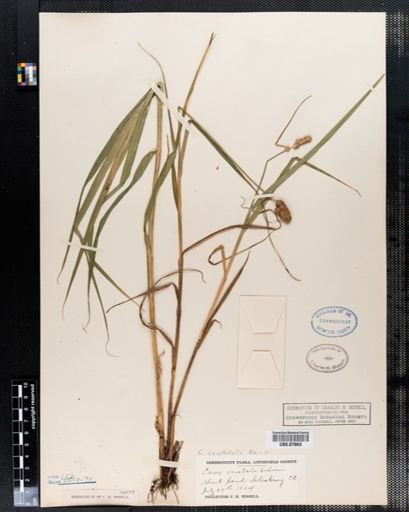 Carex cristatella