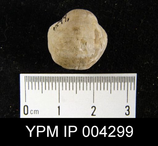 Gypidula?